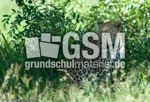 leopard (45 von 60).jpg